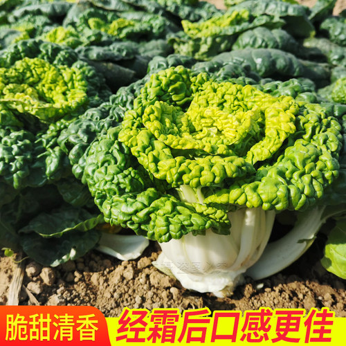 黄心乌塌菜春秋季特色种子