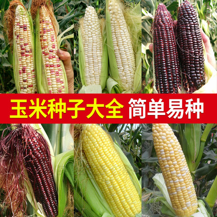 玉米种籽鲜食超甜水果玉米种子甜糯苞米特高产农家菜园春季种孑