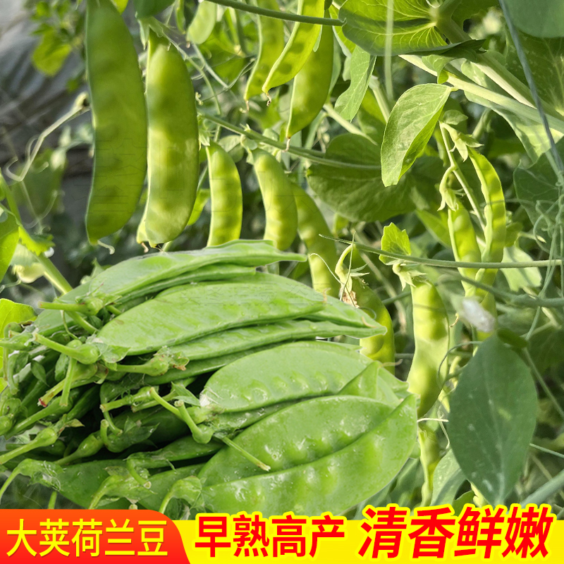 高产荷兰豆种子大荚豆角蔬菜农家春季秋季菜园种植早熟菜豌豆种子