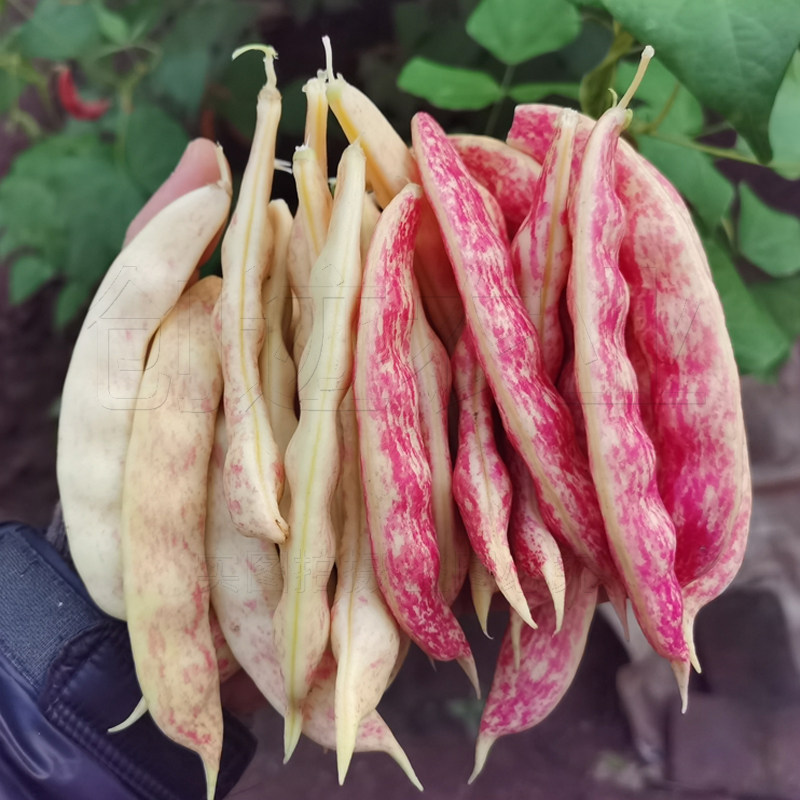 东北油豆种子黄金勾豆角种籽红金钩芸豆大荚农家四季种植蔬菜种孑