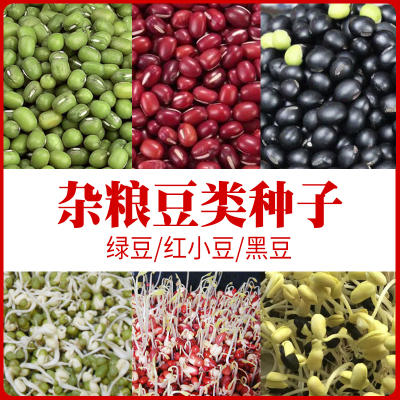 农家杂粮大粒红小豆芽苗菜种子