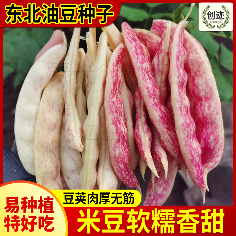 东北黄金勾农家四季蔬菜种孑油豆