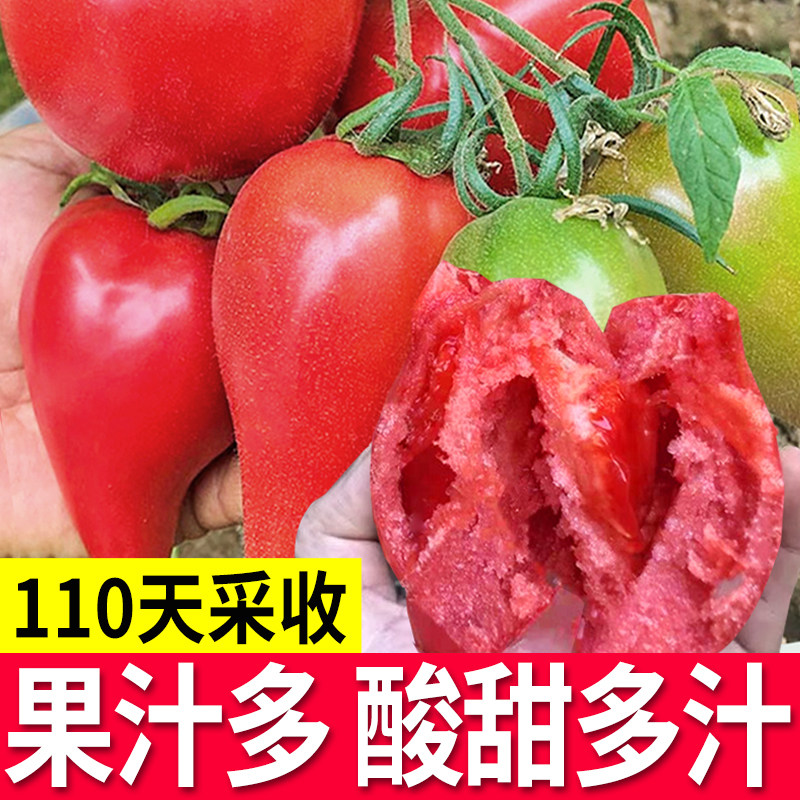 奶油香蕉番茄种子芒果蜜番茄农家菜园春季四季易种植蔬菜水果