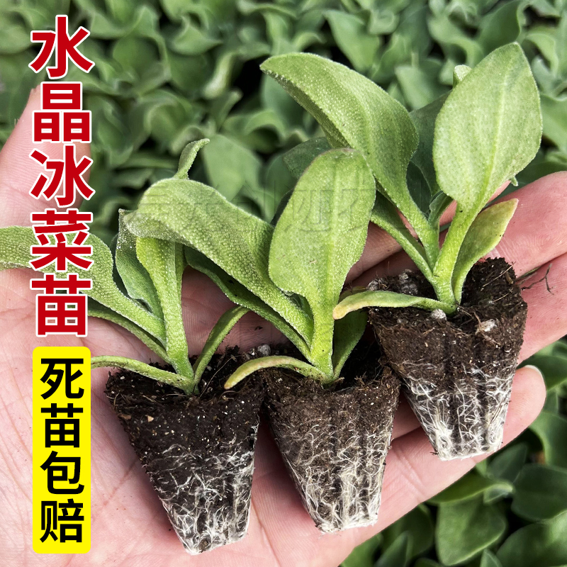 水晶冰菜秧苗正宗冰草种子自带冰晶阳台四季盆栽蔬菜种苗