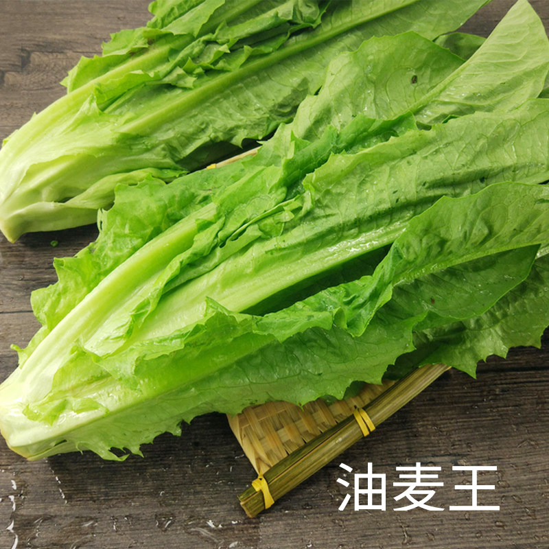 高产油麦菜种子绿油麦菜种籽口感清香四季易种植盆栽蔬菜籽种孑