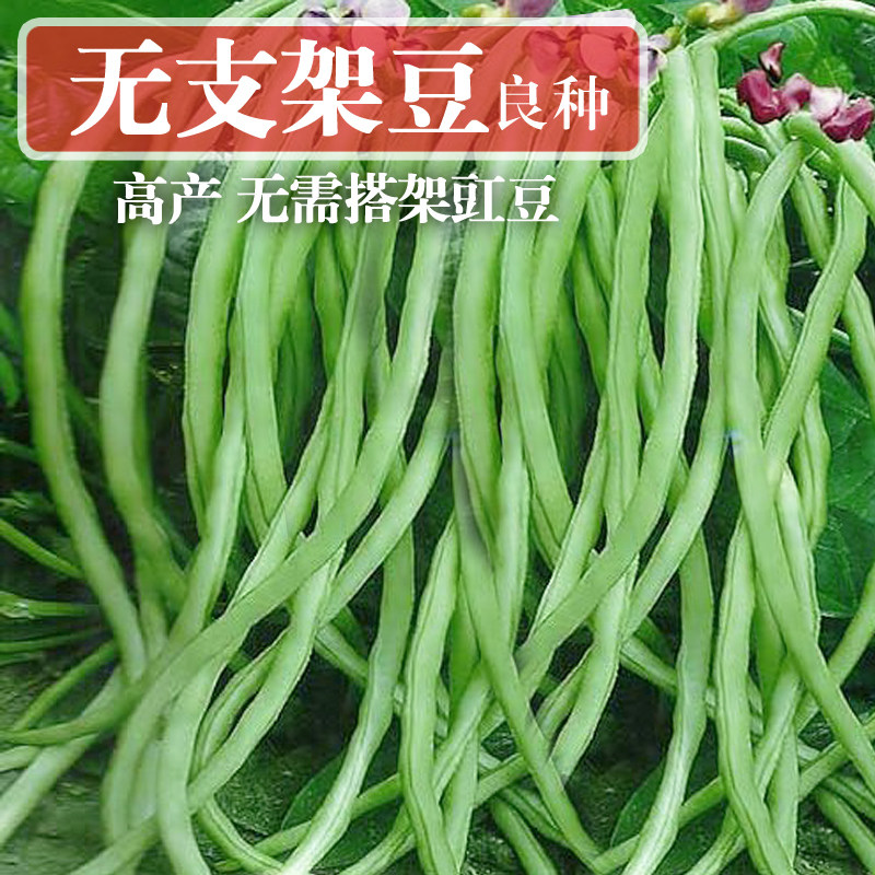 四季无架豆种子豆角芸豆豇豆夏季