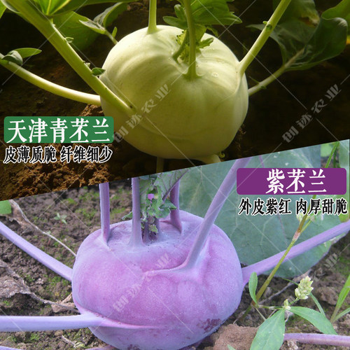 农家天津球茎秋季蔬菜种孑苤蓝