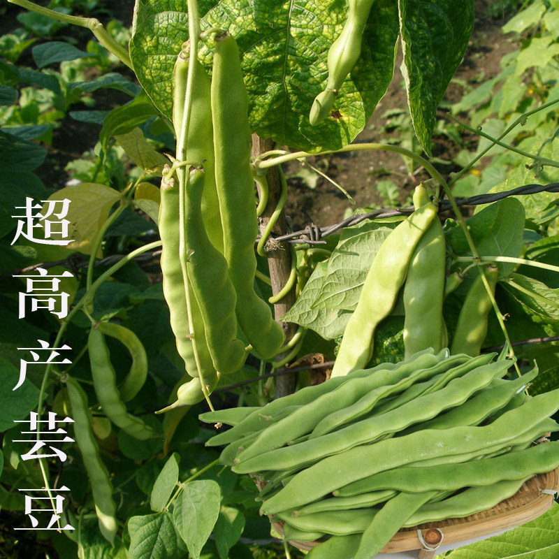 绿芸豆种子宽芸豆种籽架豆角种孑菜园四季种植蔬菜籽宽荚蔬菜种孑