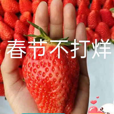 礼盒装新鲜特大甜甜宝山东烟台