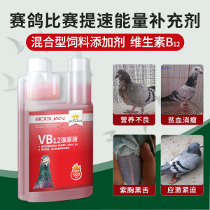 VB12强豪液鸽用品搏冠比赛补体能