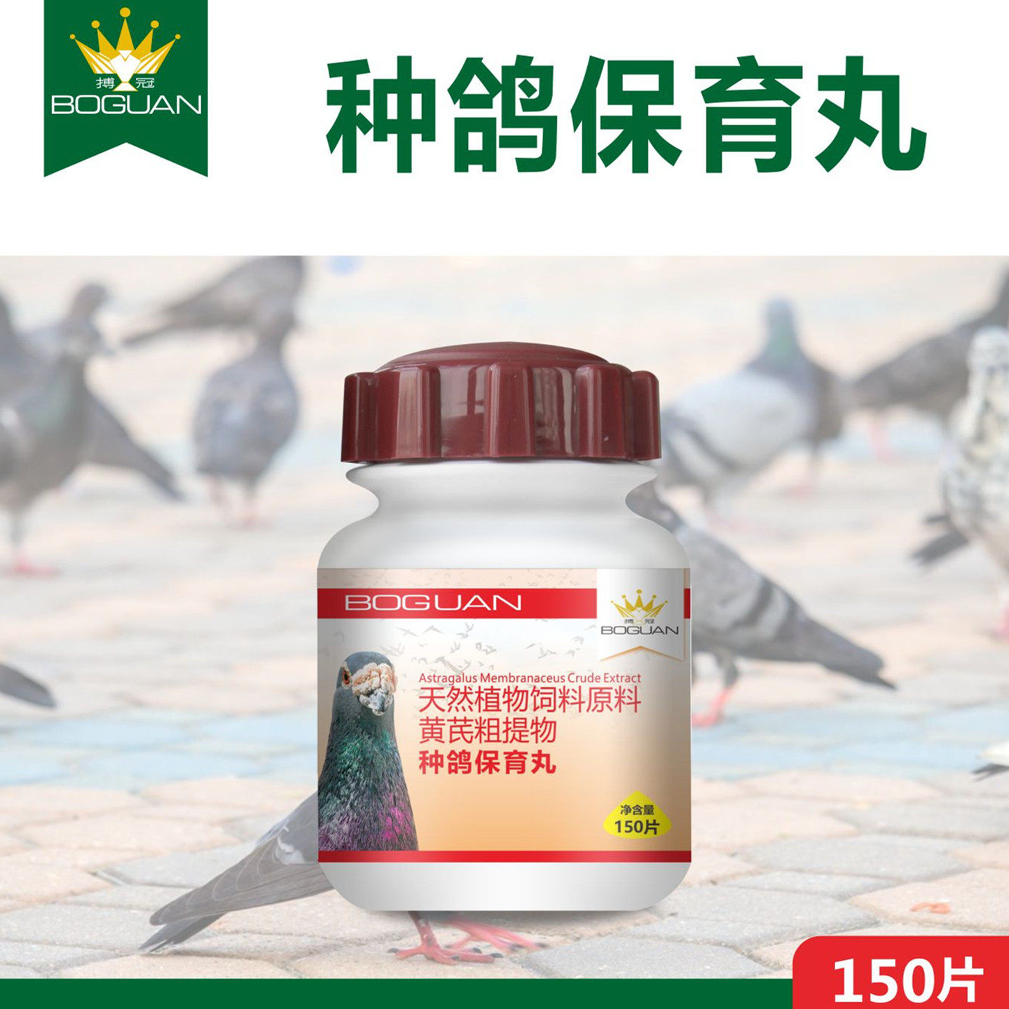 搏冠种鸽保育丸赛鸽种鸽调理雌鸽
