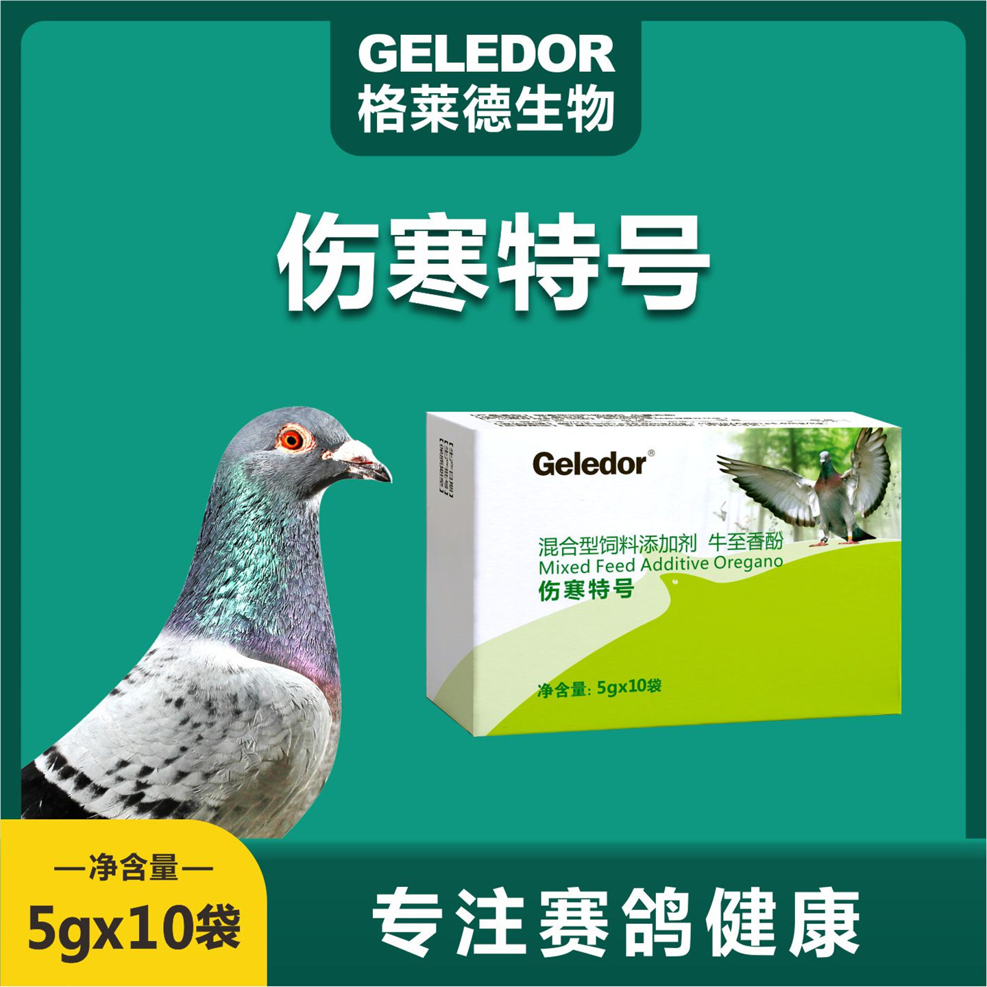 格莱德伤寒特号粉赛鸽种鸽肠道