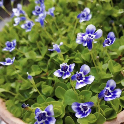 瞳草天使之泪地被盆栽庭院绿化花园植物室外四季开花耐热耐寒