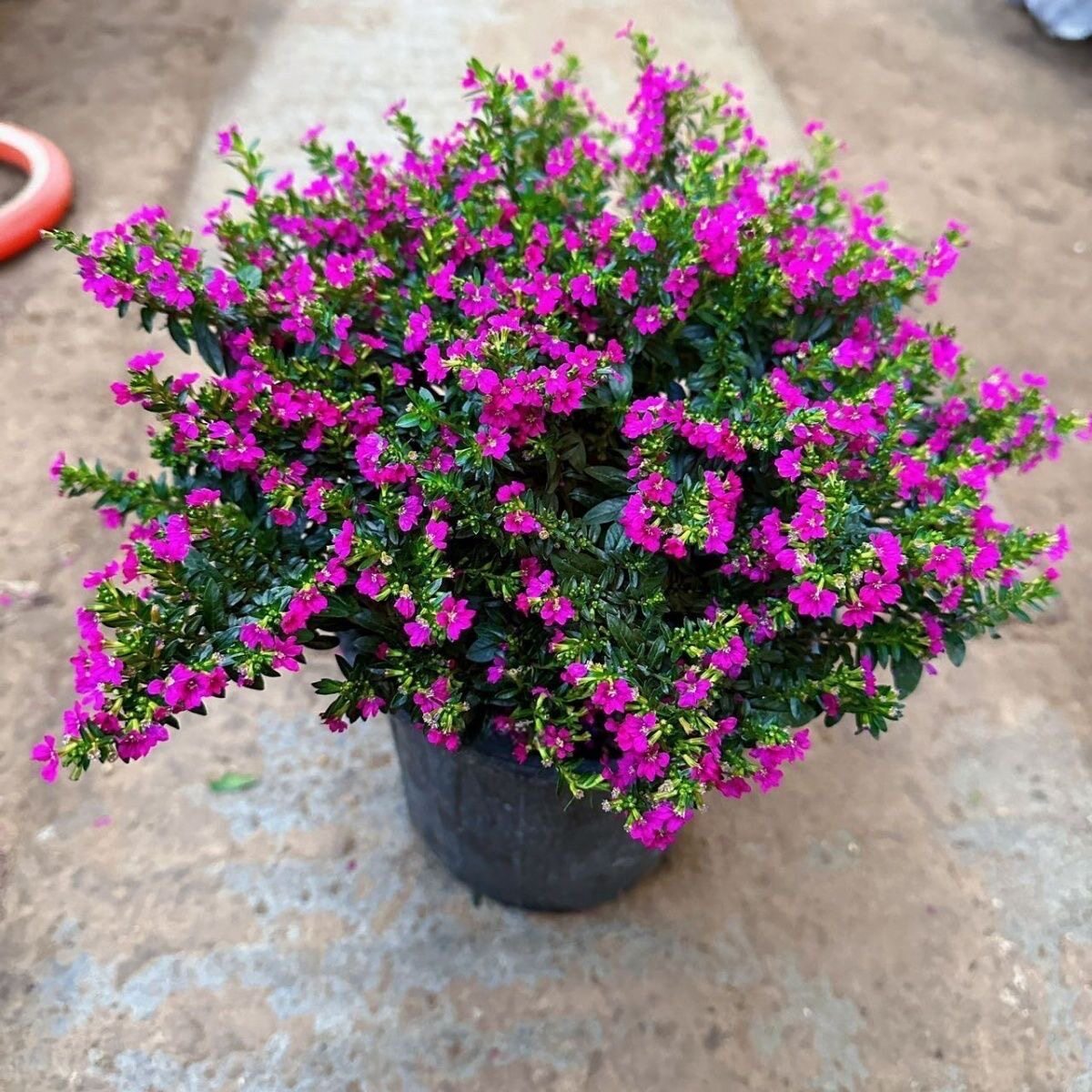 满天星盆栽带花苞四季开花大绿植花卉室内花苗鲜花植物耐寒耐热
