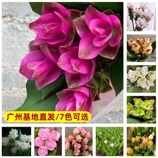 进口姜荷花种球耐热耐晒球根多年生庭院地栽阳台盆栽花期超长花卉