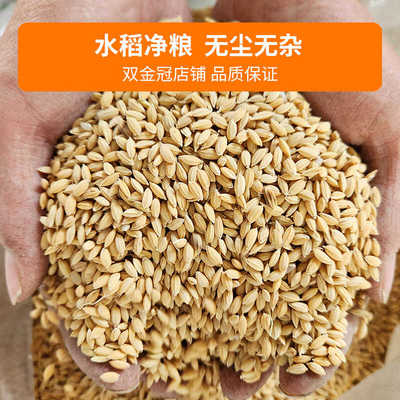 优质稻谷｜北方圆水稻鸡鸭鹅饲料