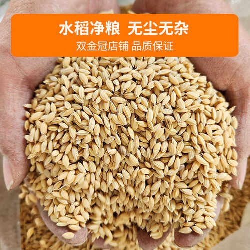 优质稻谷｜北方圆水稻鸡鸭鹅饲料