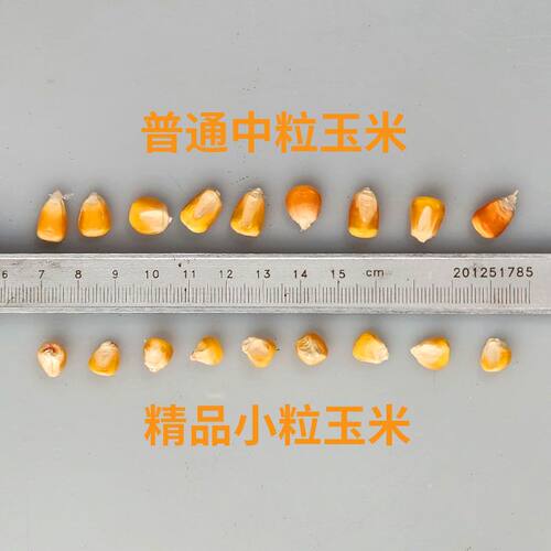 小颗粒玉米特小粒鸽子专用饲料鸽粮小嘴元宝幼鸽新鲜家禽喂鸡粮食
