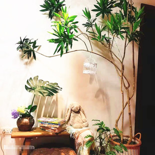 百合竹  高杆 老桩 耐阴植物 金边百合竹 一物一拍