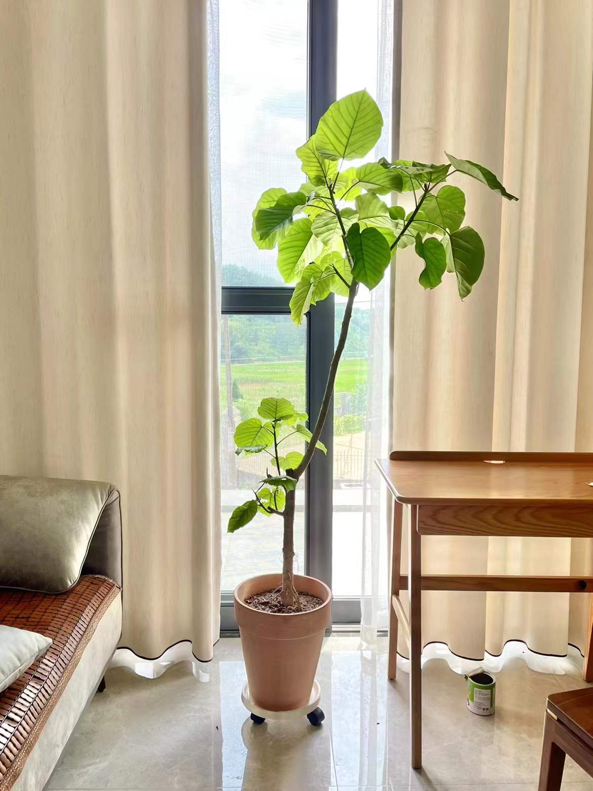 绿植爱心榕四季常用家庭园艺盆栽