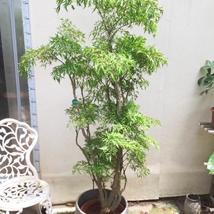羽叶福禄桐造型大盆栽观叶绿植室内客厅办公室好养轻奢大型植物