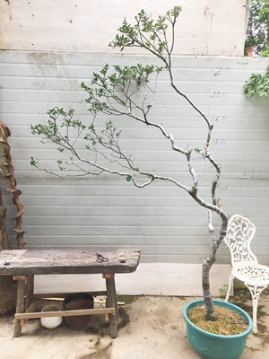 石斑木海岛春花阳台观赏