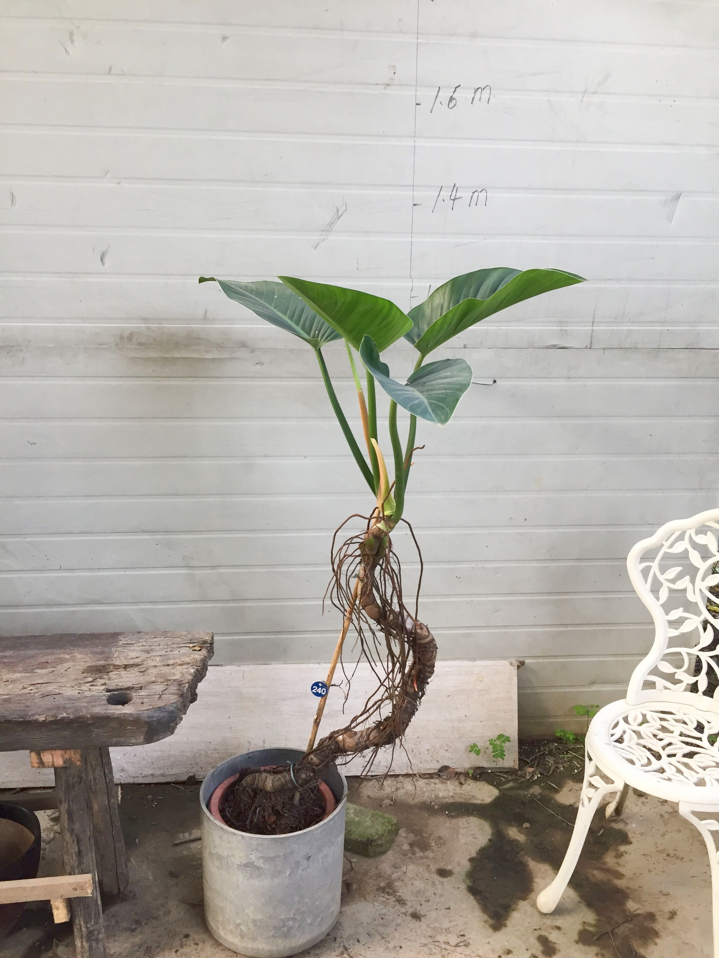 大叶红钻宝石 绿巨人 金钻蔓绿绒吸甲醛 净化空气 绿植盆栽室内