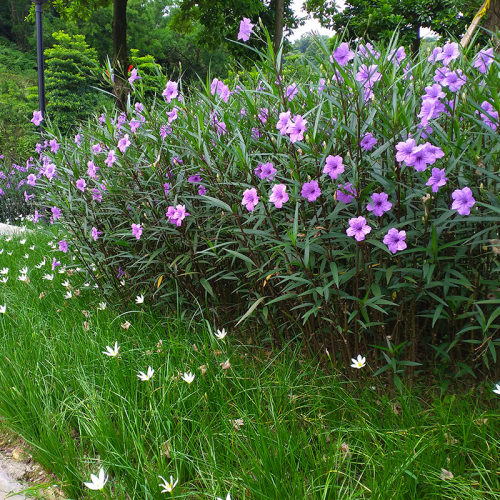翠芦莉庭院花卉多年生兰花草绿化