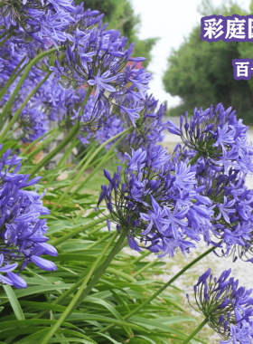 百子莲白色蓝色花朵爱情花百子兰庭院绿植蜘蛛兰朱顶红地被苗木