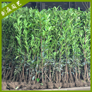 法国冬青树苗珊瑚绿篱日本珊瑚树四季常青庭院围墙栏遮挡篱笆绿篱