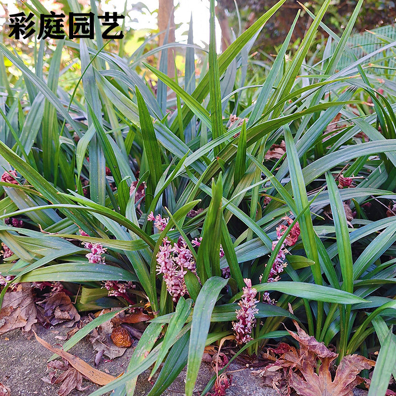 多年生吉祥草耐阴草坪地被草本图片
