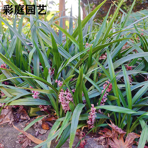 多年生吉祥草耐阴草坪地被草本