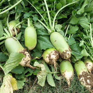 2025年信阳本地青萝卜淮河边沙地青萝卜沙窝萝卜鲜脆爽口现拔现发