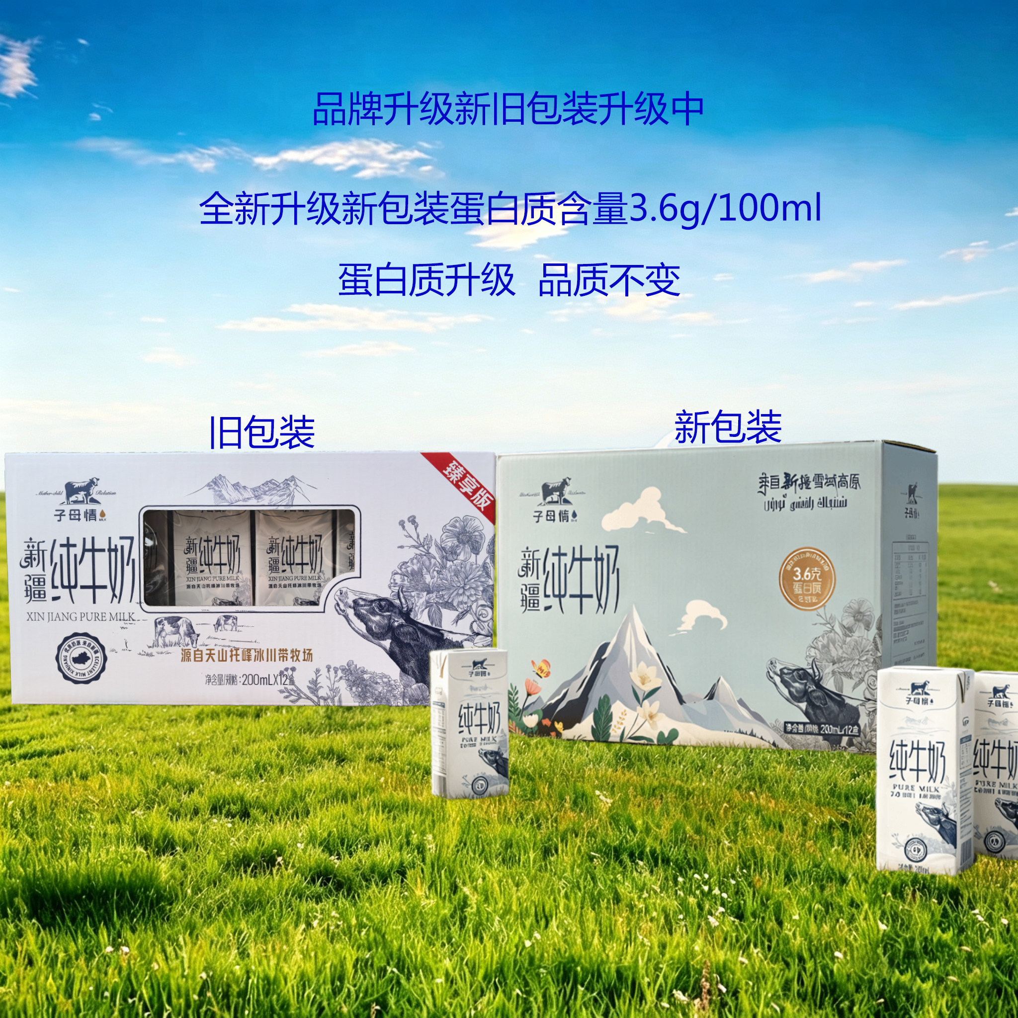 新包装新疆子母情纯牛奶12盒箱牛乳儿童学生营养早餐奶广东