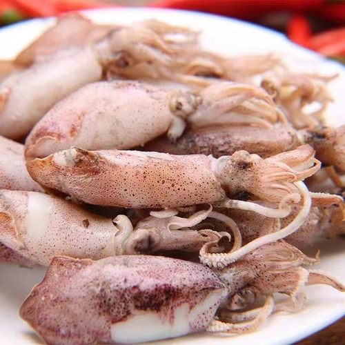 海兔带籽墨鱼仔小鱿鱼水产