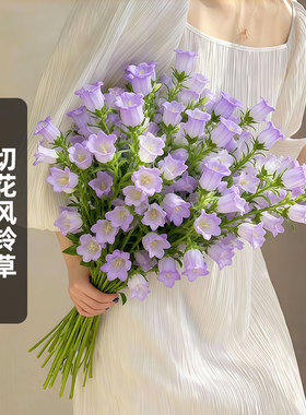 SAKATA进口切花风铃草种子淡紫色Champion Pro盆栽耐寒春秋播