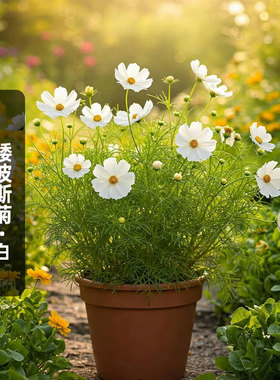 矮波斯菊/白色种子100粒Sonata white奏鸣曲格桑花籽室内盆栽春播