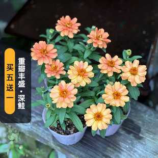 进口百日草种子（重瓣）丰盛/深鲑色矮生渐变色花卉阳台盆栽春播