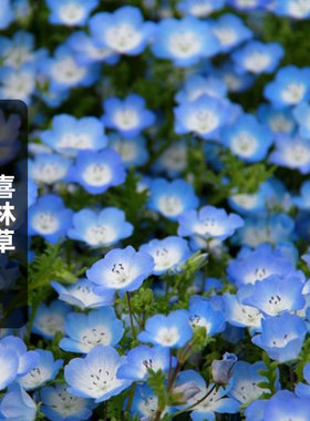 喜林草种子baby blue eyes婴儿蓝眼苍月草粉蝶花籽室内盆栽春秋播