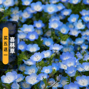 喜林草种子baby eyes婴儿蓝眼苍月草粉蝶花籽室内盆栽春秋播 blue