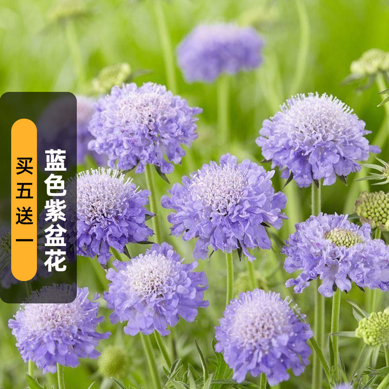 蓝色紫盆花种子松虫草