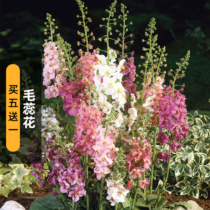 毛蕊花种子Rosetta海绵薄牛耳草