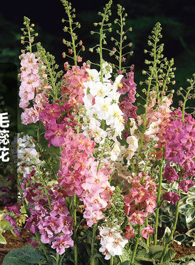 毛蕊花种子200粒Rosetta海绵薄牛耳草种籽多年生可切花室外盆栽春