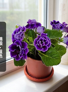 进口重瓣大岩桐种子锦缎/蓝色Brocade长花期耐热矮生盆栽春播