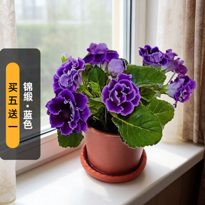 进口重瓣大岩桐种子锦缎/蓝色Brocade长花期耐热矮生盆栽春播