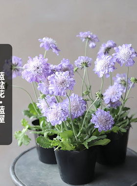 进口日本蓝盆花种子蓝屋Blue Ritz宿根多年生矮生花籽盆栽春秋播