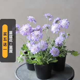 进口日本蓝盆花种子蓝屋Blue Ritz宿根多年生矮生花籽盆栽春秋播