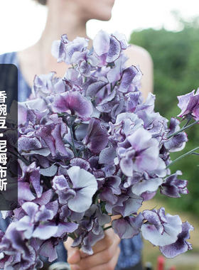 进口香豌豆种子斯宾塞/尼姆布斯Nimbus可切花爬藤花籽盆栽春秋播