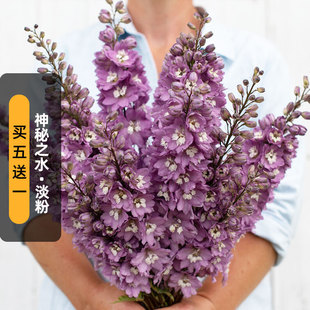 进口大花飞燕草种子神秘之水淡粉白芯魔法喷泉宿根多年生盆栽秋播