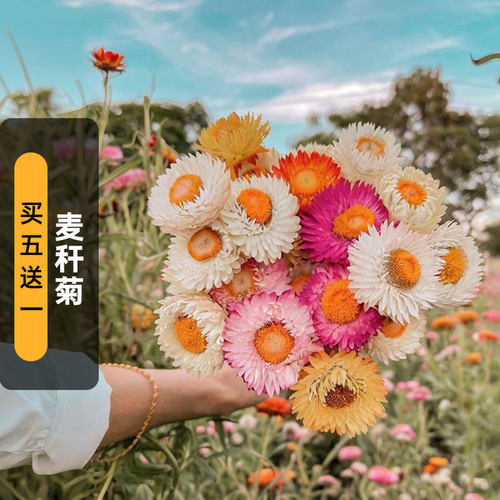 麦秆菊种子可干切花脆菊